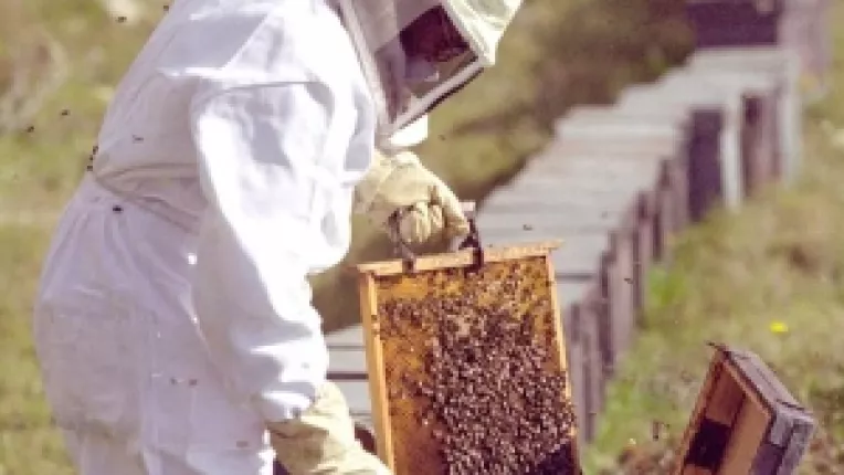 15 august, termenul APIA pentru apicultori