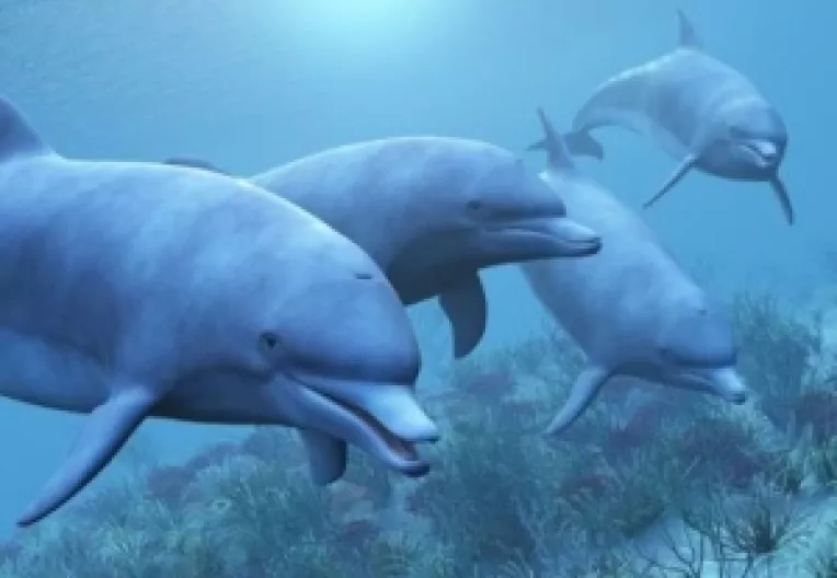 Activitatile umane din ultimii 45 de ani au dus la disparitia a jumatate din animalele marine de pe Terra