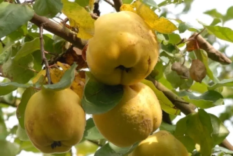 Beneficiile gutuilor pentru sanatate