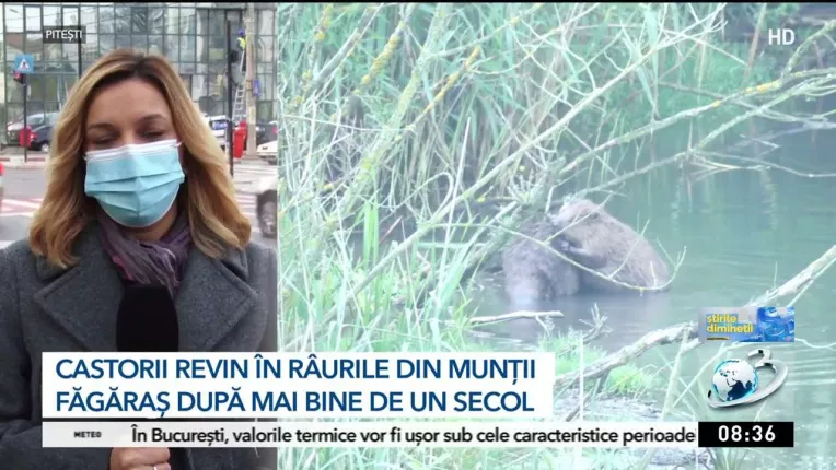 Castorii revin in raurile din muntii Fagaras dupa mai bine de secol