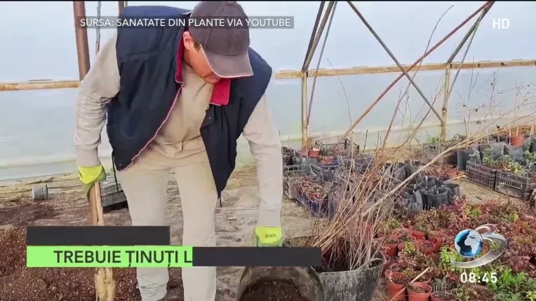 Cum se planteaza pomii fructiferi ca sa se prinda. Explicatii pas cu pas