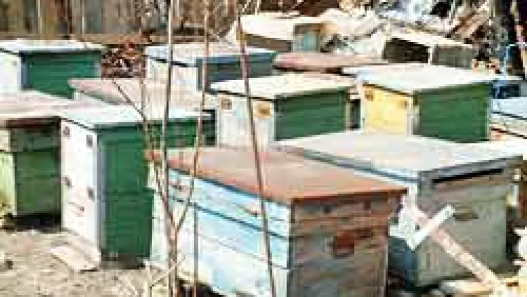 Familiile de Albine de la Negru Voda au murit otravite