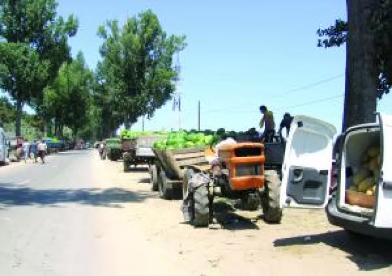 Lubenitarii din Dabuleni sunt in criza