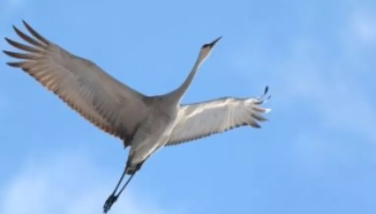 Mireille Astrid Popa: Tipatul cocorului in noapte (poem)