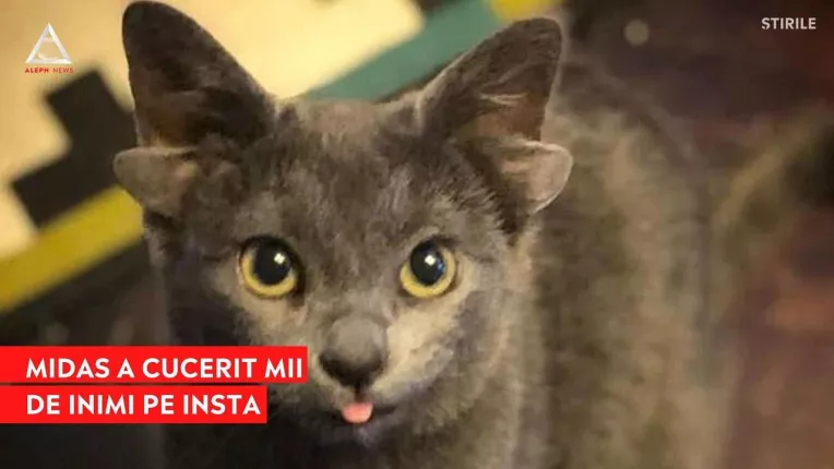 O pisica nascuta cu 4 urechi a cucerit mii de inimi pe Instagram