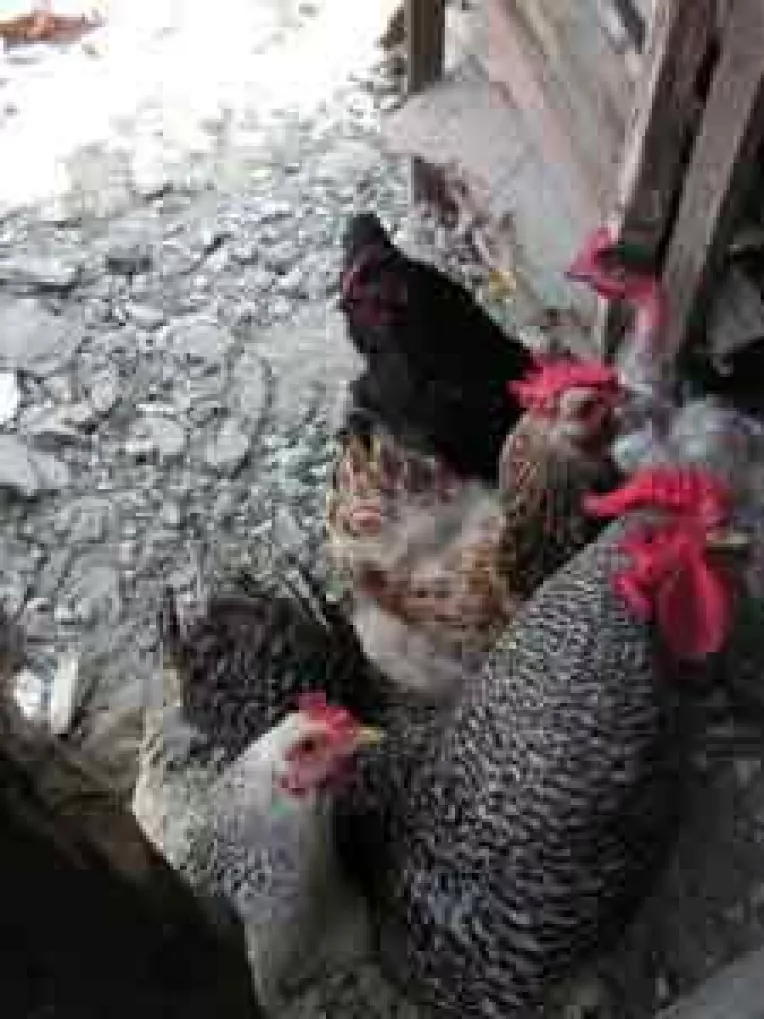 Pentru ca primarii nu informeaza. Gripa aviara a bagat spaima in doljeni