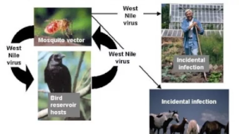 Romania ofera un teren propice pentru evolutia febrei Nilului