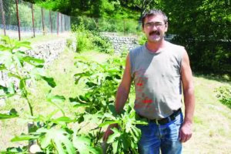 Smochinii din Svinita  sunt in pericol